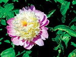 BLESSINGS IN BLOOM: Perfect Perennial Peony