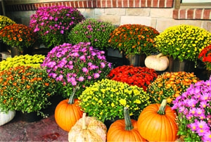 BLESSINGS IN BLOOM: Chrysanthemums