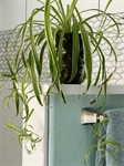 BLESSINGS IN BLOOM: Spider Plant