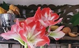 BLESSINGS IN BLOOM: Amaryllis