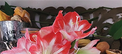 BLESSINGS IN BLOOM: Amaryllis