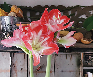 BLESSINGS IN BLOOM: Amaryllis